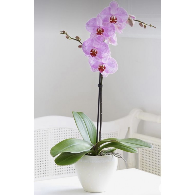 Orchidée 2 branches avec son cache-pot